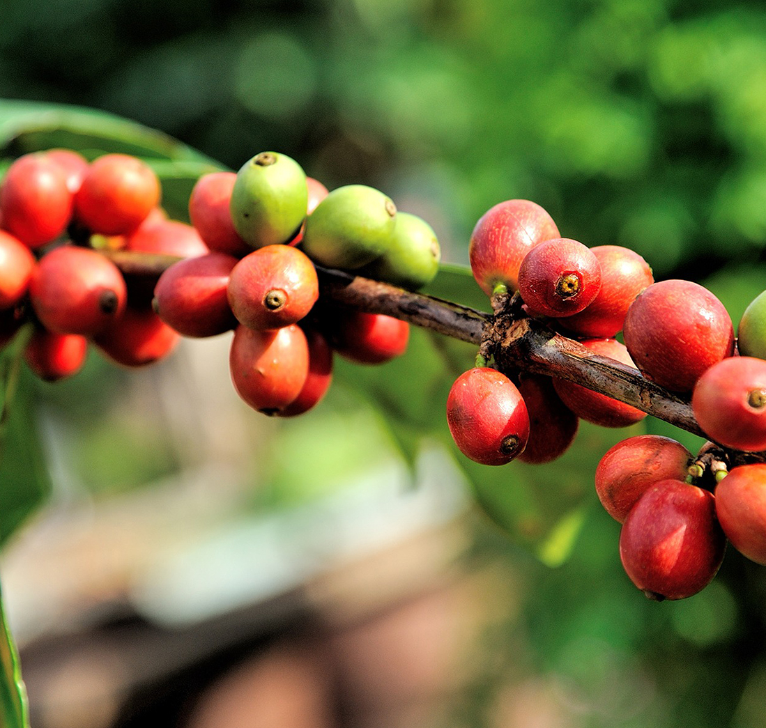 Кофе это фрукт. Кофейное дерево. Кофейная ягода. Ягоды кофе. Ягода мастер.